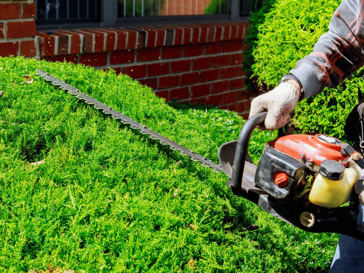 Shaping and maintaining hedges for a clean, controlled look