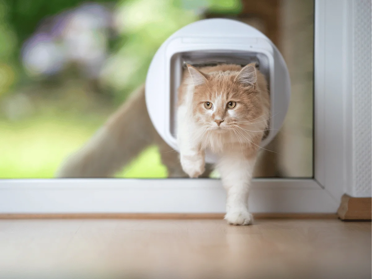 Installing cat and dog flaps in doors for easy pet access